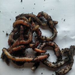 2 kg wormen
